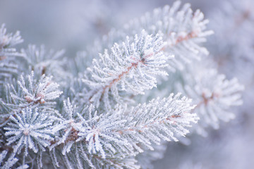 Winter and Christmas Background. Close-up Photo of Fir-tree Branch Covered with Frost.