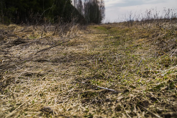 Spring Dry Grass