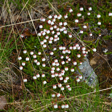 Flowering Cassiope tetragona in the mountains.