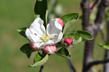 flower blooming fioritura bocciolo 