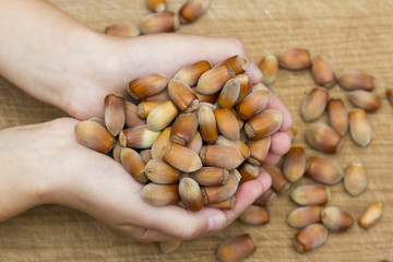 Hazelnuts; hand holding hazelnuts; healthy food