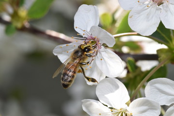 bee apis mellifera