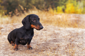 beautiful portrait of a dog (puppy) breed dachshund black tan,  in the green forest in the autumn park