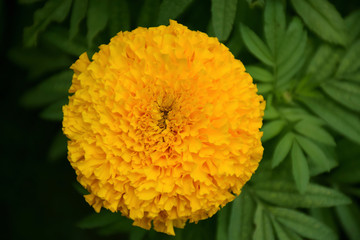 Marigold Flower closeup
