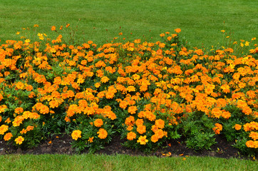 Tagetes