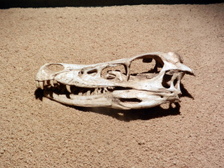 Cr&aacute;neo de Dinosaurio sobre arena