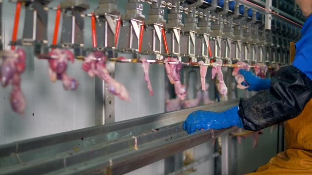 A worker separates chicken livers from other giblets. 