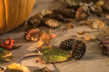 Autumn leaves and cones on table- autumn postcard