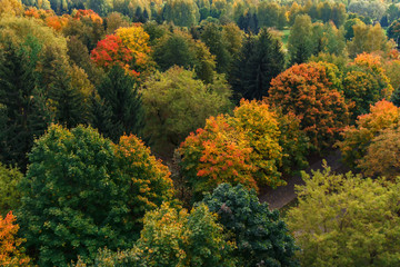 Fototapeta premium Autumn trees with multicolored foliage on a background of city houses top view in the autumn afternoon concept of nature and city