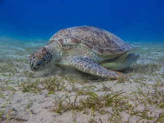 Green leather sea turtle gazing sea grass
