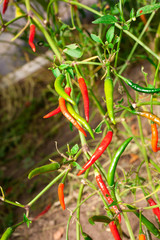 Very hot bitter hot chili peppers handsome growing on a branch very much