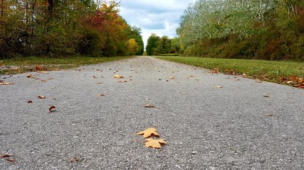 Obraz premium Weg in der Herbstzeit
