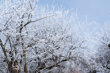 The trees are covered with frost
