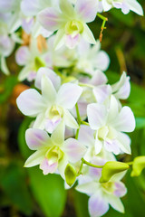 Obraz na płótnie Canvas White orchid in the garden.
