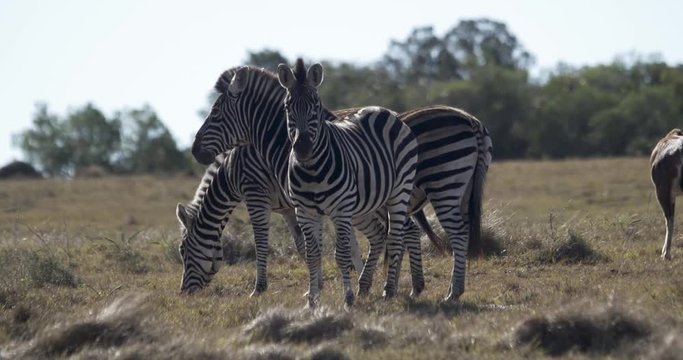 three zebras
