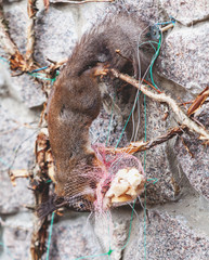 squirrel hangs upside down on fence and gnaws on biscuits