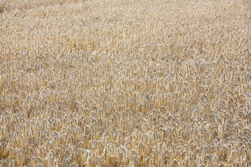 Overview of a light brown field of wheat redy to be harvested in the sunlight.