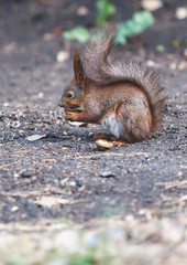 Red squirrel sits on ground and gnaws walnuts