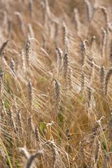 Detail of a wheat field, showing the ears of the Wheat that are ready to be harvested.