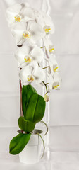 orchidée blanche sur fond satin 