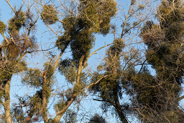 Viscum bushes in a tree