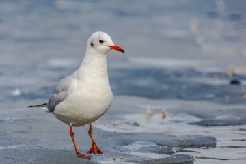 Black-headed Gull (Chroicocephalus Ridibundus).