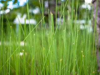 Green grass in the garden.