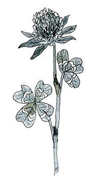 Beautiful watercolor flower. Clover illustration