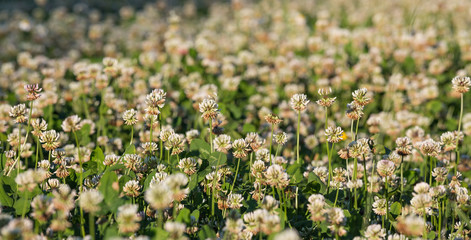 Detail of a field of flowering White Clover (Trifolium repens) in the afternoon sunlight.