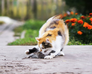 beautiful  cat playing with a caught mouse running around and tossing her