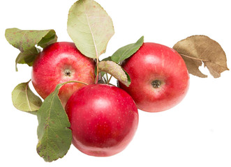 red apples on a white background