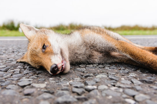 Dead fox roadkill on a rural road