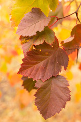 red leaves on a branch