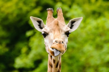 Naklejka na ściany i meble Giraffe (Giraffa camelopardalis) sticking out its blue tongue
