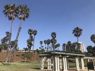 Fototapeta premium Palmier de LA, si grands...