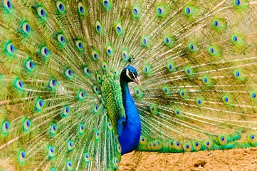 Fotobehang Peacock peafowl (Pavo cristatus) displaying tail feathers © Stephen