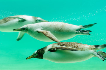 Gentoo penguins swimming under water