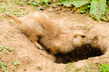 Black tailed prairie dog (Cynomys ludovicianus) going into its burrow