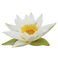 Foto auf Acrylglas Wasserlilien Seerose auf weißem Hintergrund. 3D-Darstellung