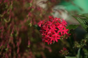 赤い花