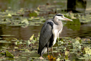 Wild heron on hunt / United Kingdom