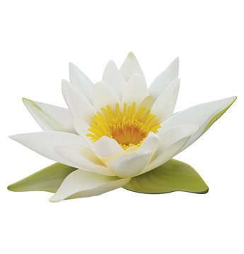 Water Lily On White Background. 3D Illustration