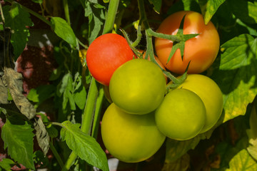 Tomaten
