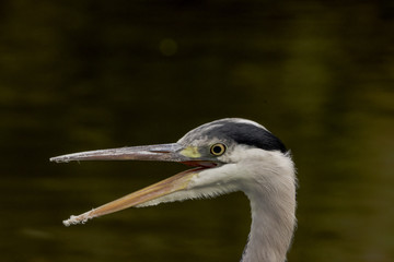 Wild heron on hunt / United Kingdom