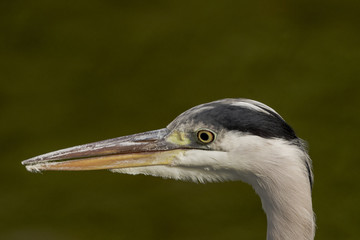 Wild heron on hunt / United Kingdom