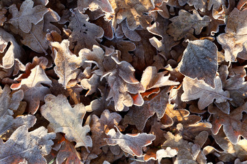 Old leaves with hoar frost