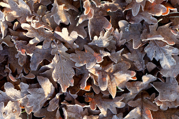 Old leaves with hoar frost