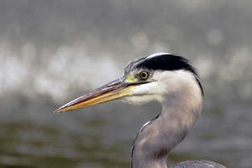 Wild heron on hunt / United Kingdom