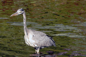 Wild heron on hunt / United Kingdom
