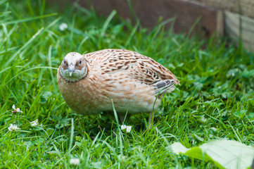 Juvenile partridge at a game bird farm